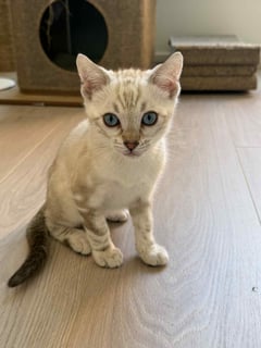 Available Now Pedigree bengal kitten available NOW