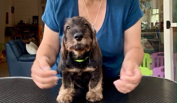 Mr Green For Adoption Dachshund Wirehair Puppies