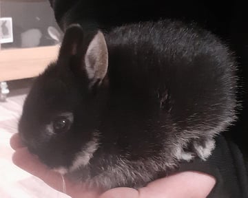 Available Now 2 x Netherland Dwarf Bucks