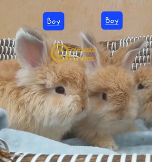 Available Soon Purebred English Angora baby rabbits bunnies Available Soon Purebred English Angora baby rabbits bunnies