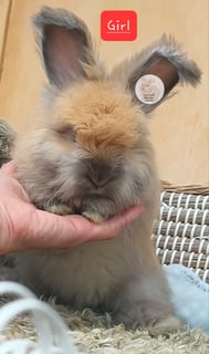 Available Soon Purebred English Angora baby rabbits bunnies 