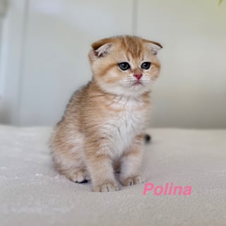 Available Now Scottish Fold - Golden Shaded - girl Available Now Scottish Fold - Golden Shaded - girl