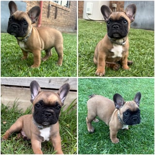 Available Now Red Fawn Male French Bulldog Pup Available Now Red Fawn Male French Bulldog Pup