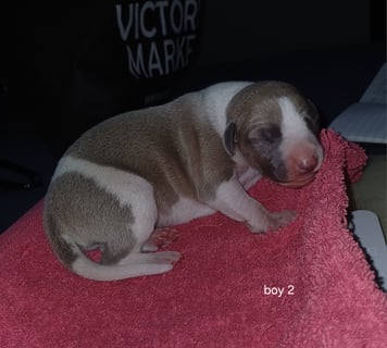 Boy 2 Available Soon Whippet puppies for sale