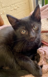 For Adoption Jaguar Buu - Void Love Kitty