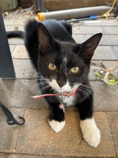 For Adoption Foxy Socks Buu - Gentle Snuggler For Adoption Foxy Socks Buu - Gentle Snuggler