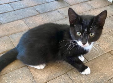 For Adoption Foxy Socks Buu - Gentle Snuggler