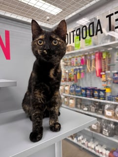 For Adoption Cherry Buu - Ever So Sweet For Adoption Cherry Buu - Ever So Sweet