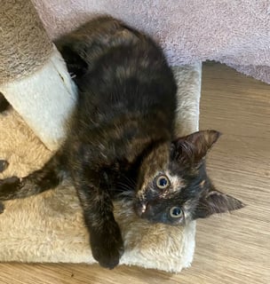 For Adoption Cherry Buu - Ever So Sweet 