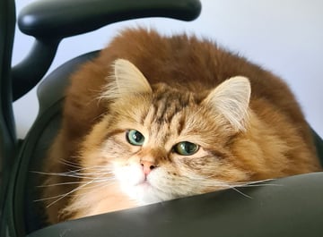 For Adoption Milly Siberian - Deeply Affectionate