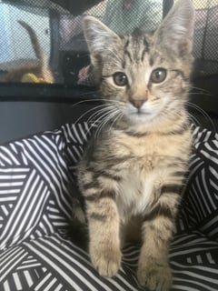For Adoption Lady Maisie - Sassy Purry Kitten