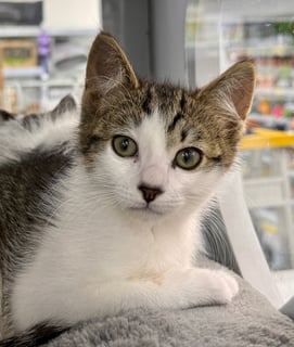 For Adoption Lightning Snail - Joyfully Confident