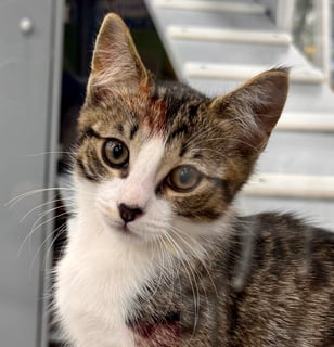 For Adoption Speed Snail - Charming Cuddler