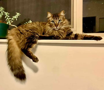 For Adoption Ace Cherry - Wonderful Companion