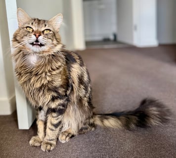 For Adoption Carlos - Wildly Handsome