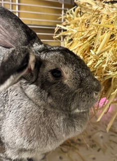 For Adoption Meet Amy: The Beautiful Giant Ready to Melt Your Heart