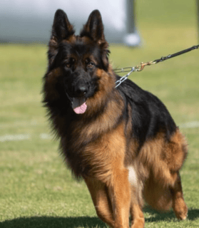 KOVOU Available Soon AdolphaBlack German Shepherd Puppies - Litter 2026