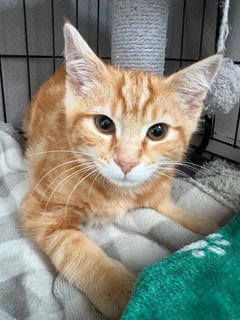 For Adoption Lord Jimmy - Snuggle Bug For Adoption Lord Jimmy - Snuggle Bug