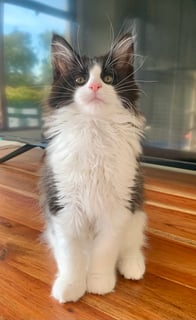 Oreo Nova Available Soon OREO NOVA