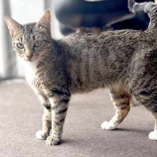 For Adoption Turbo Snail - Looking for Love For Adoption Turbo Snail - Looking for Love