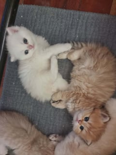 Available Now Snow Flake Bijou Female Available Now Snow Flake Bijou Female