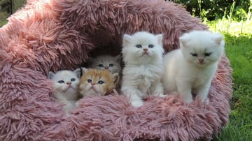 Available Now Snow Flake Bijou Female 