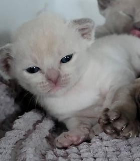 Available Now Beautiful, lilac Burmese boy