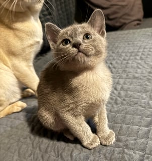 For Adoption READY NOW - BLUE BURMESE MALE KITTEN For Adoption READY NOW - BLUE BURMESE MALE KITTEN