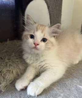 Available Now Pedigree Ragdoll kittens