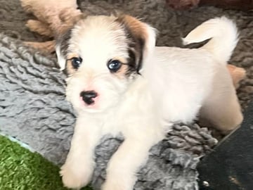 Available Soon Jack Russell Terriers Available Soon Jack Russell Terriers