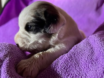 Available Soon Jack Russell Terriers