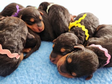 Available Soon Airedale Puppies for Sale Available Soon Airedale Puppies for Sale
