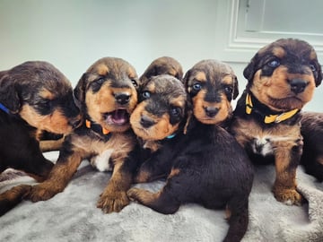 Available Soon Airedale Puppies for Sale Available Soon Airedale Puppies for Sale