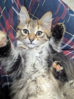 For Adoption Bellatrix Clowder - Stunning Fluffy Girl For Adoption Bellatrix Clowder - Stunning Fluffy Girl