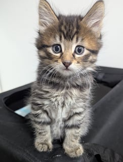 For Adoption Riddle Clowder - Delightful Fluffster For Adoption Riddle Clowder - Delightful Fluffster