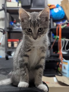 For Adoption Mittens Clowder - Big Purrsonality For Adoption Mittens Clowder - Big Purrsonality