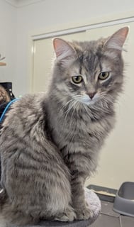 For Adoption Wayne - Mr Fluffy Pants