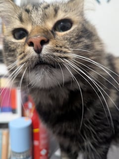 For Adoption Wax - Looking for Love