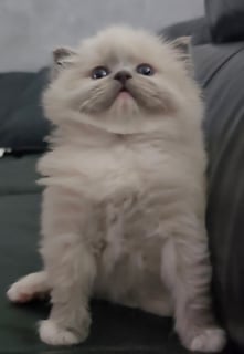 Blue mitted female Available Soon Pedigree Ragdoll Kitten