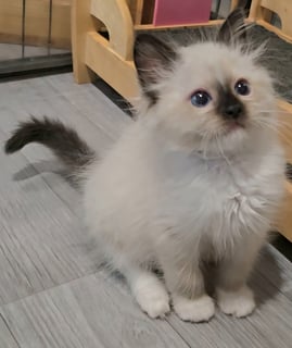 Male seal mitted Available Soon Pedigree Ragdoll Kittens