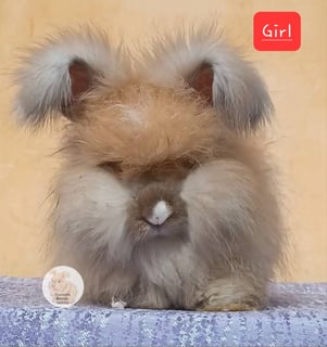 Available Now Purebred English Angora baby rabbits bunnies 