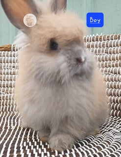 BLUE TORT Available Now Purebred English Angora baby rabbits bunnies