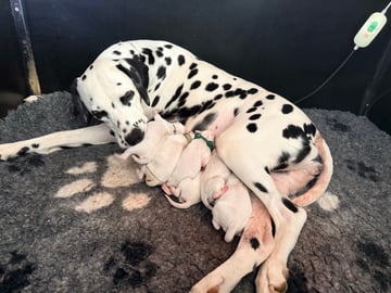 Available Soon Dalmatian Puppies
