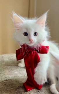 Forelsket Erin Available Now Norwegian Forest Kitten