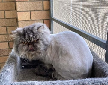 Available Now Persian Adult Available Now Persian Adult