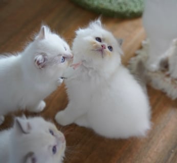 Available Soon Lilac Bi Color Ragdoll kittens