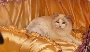 Available Soon Ragdoll kittens