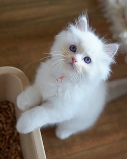 Available Now Lilac Bi Color Ragdoll kittens