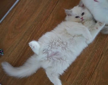 Available Now Lilac Bi Color Ragdoll kittens