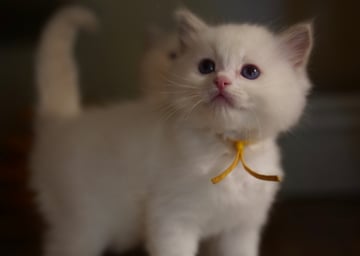 Blue Bi Color Male Available Soon Ragdoll kittens